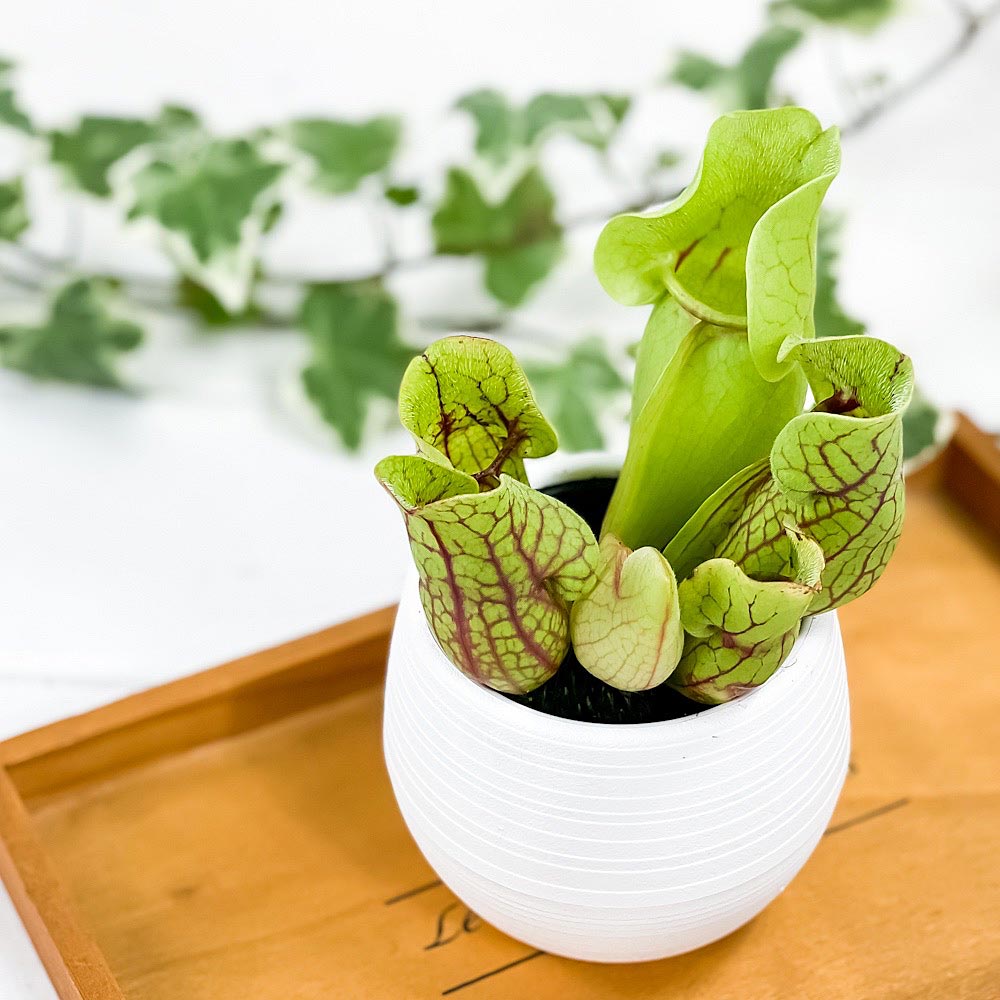 PLANCHU 食虫植物 サラセニア プルプレア系 3号丸鉢 受け皿付き 育て方説明書付き Sarracenia purpurea ヘイシソウ 瓶子草