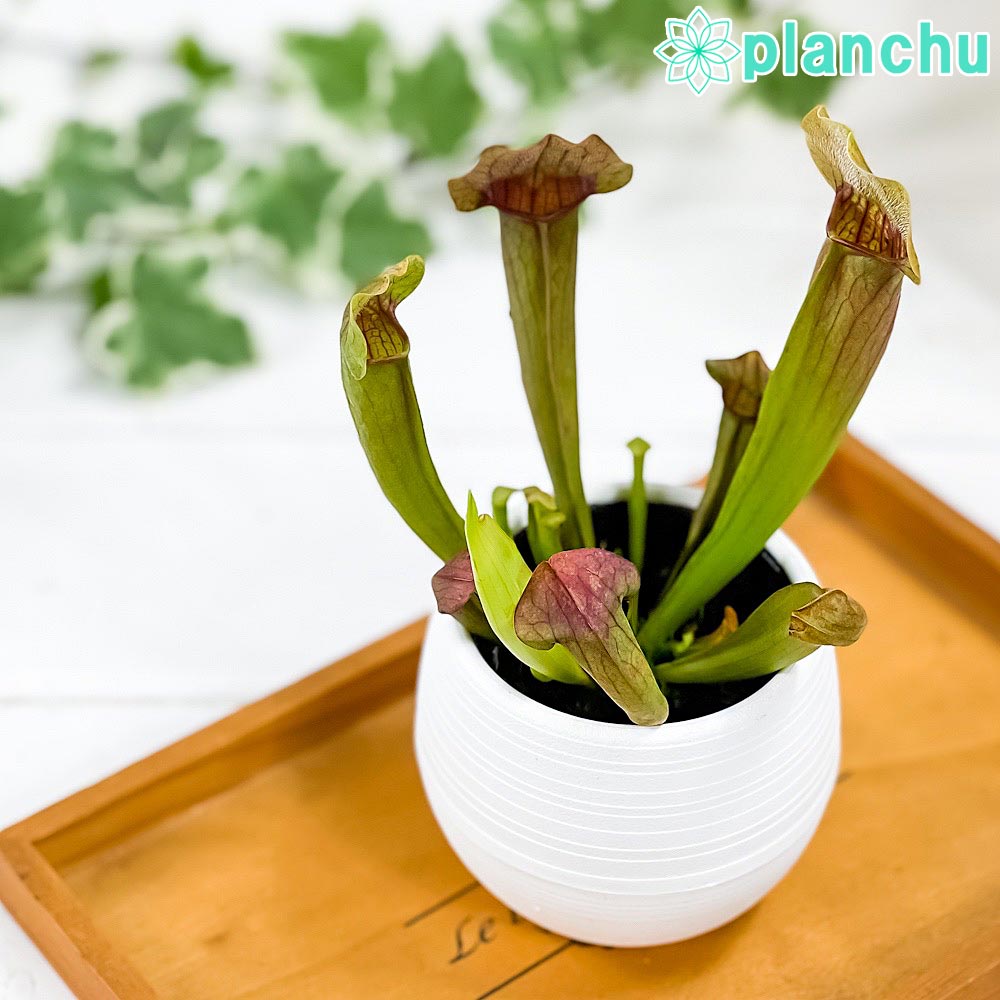 PLANCHU 食虫植物 サラセニア 交配種 3号丸鉢 受け皿付き 育て方説明書付き Sarracenia cv. ヘイシソウ 瓶子草