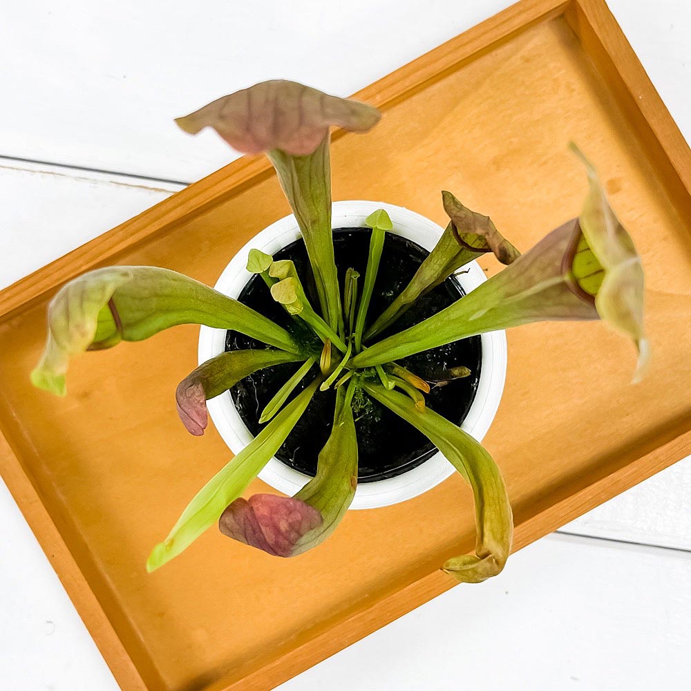 PLANCHU 食虫植物 サラセニア 交配種 3号丸鉢 受け皿付き 育て方説明書付き Sarracenia cv. ヘイシソウ 瓶子草
