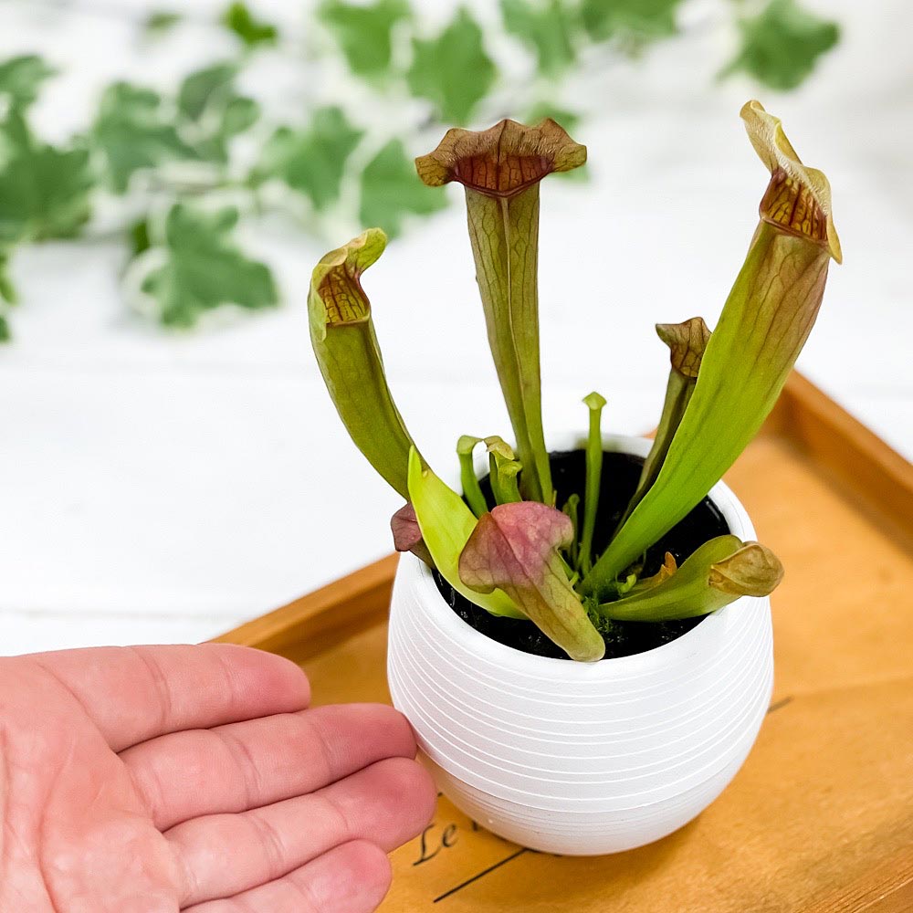 PLANCHU 食虫植物 サラセニア 交配種 3号丸鉢 受け皿付き 育て方説明書付き Sarracenia cv. ヘイシソウ 瓶子草