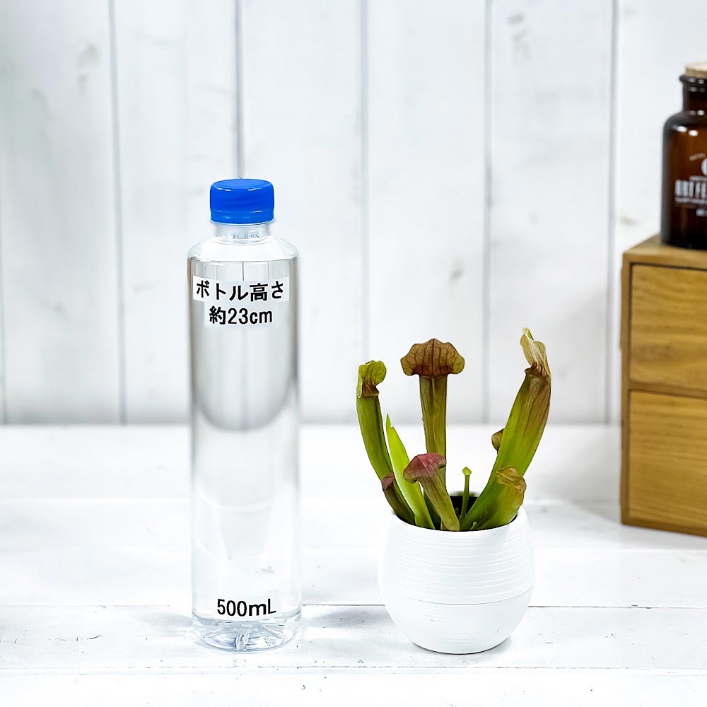 PLANCHU 食虫植物 サラセニア 交配種 3号丸鉢 受け皿付き 育て方説明書付き Sarracenia cv. ヘイシソウ 瓶子草