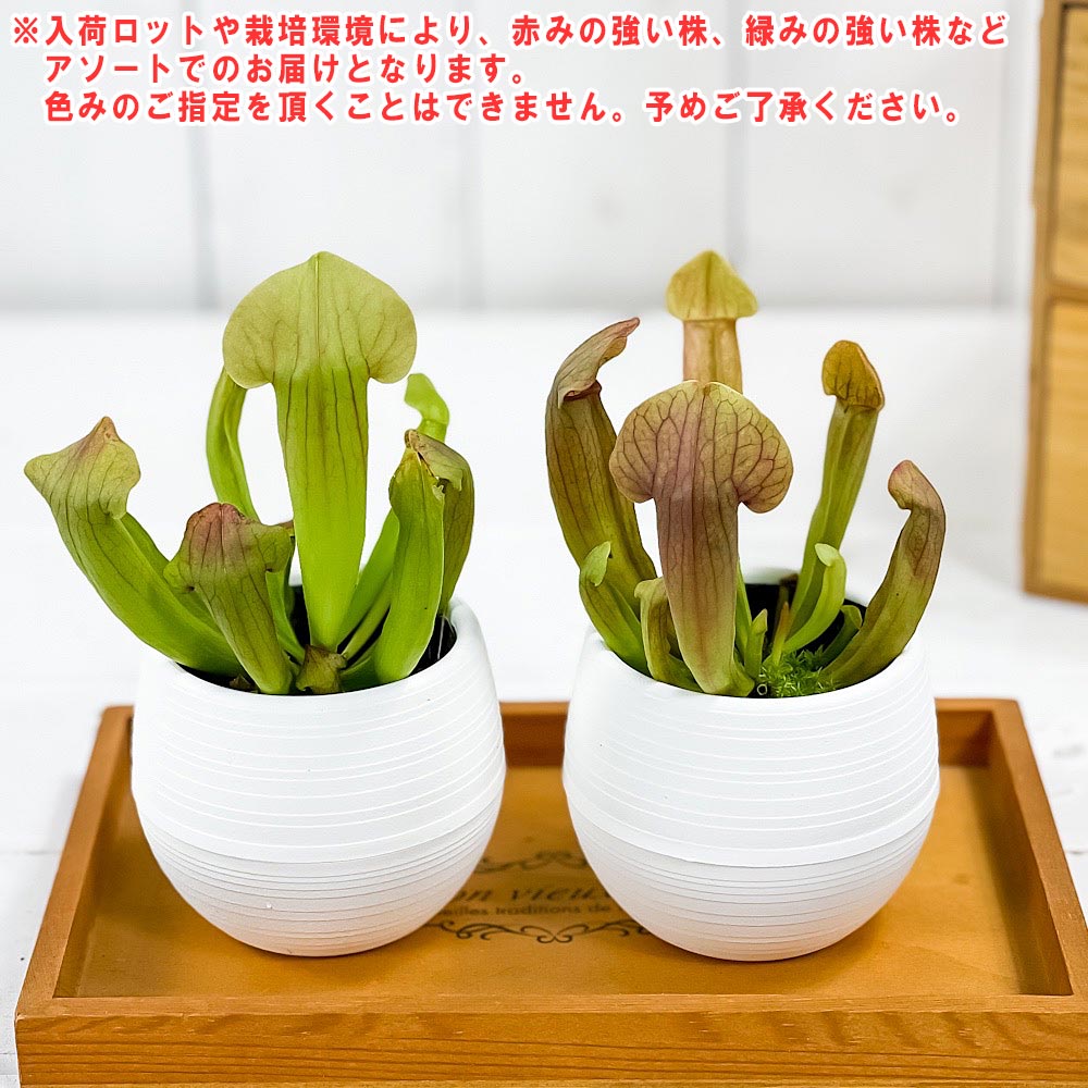 PLANCHU 食虫植物 サラセニア 交配種 3号丸鉢 受け皿付き 育て方説明書付き Sarracenia cv. ヘイシソウ 瓶子草
