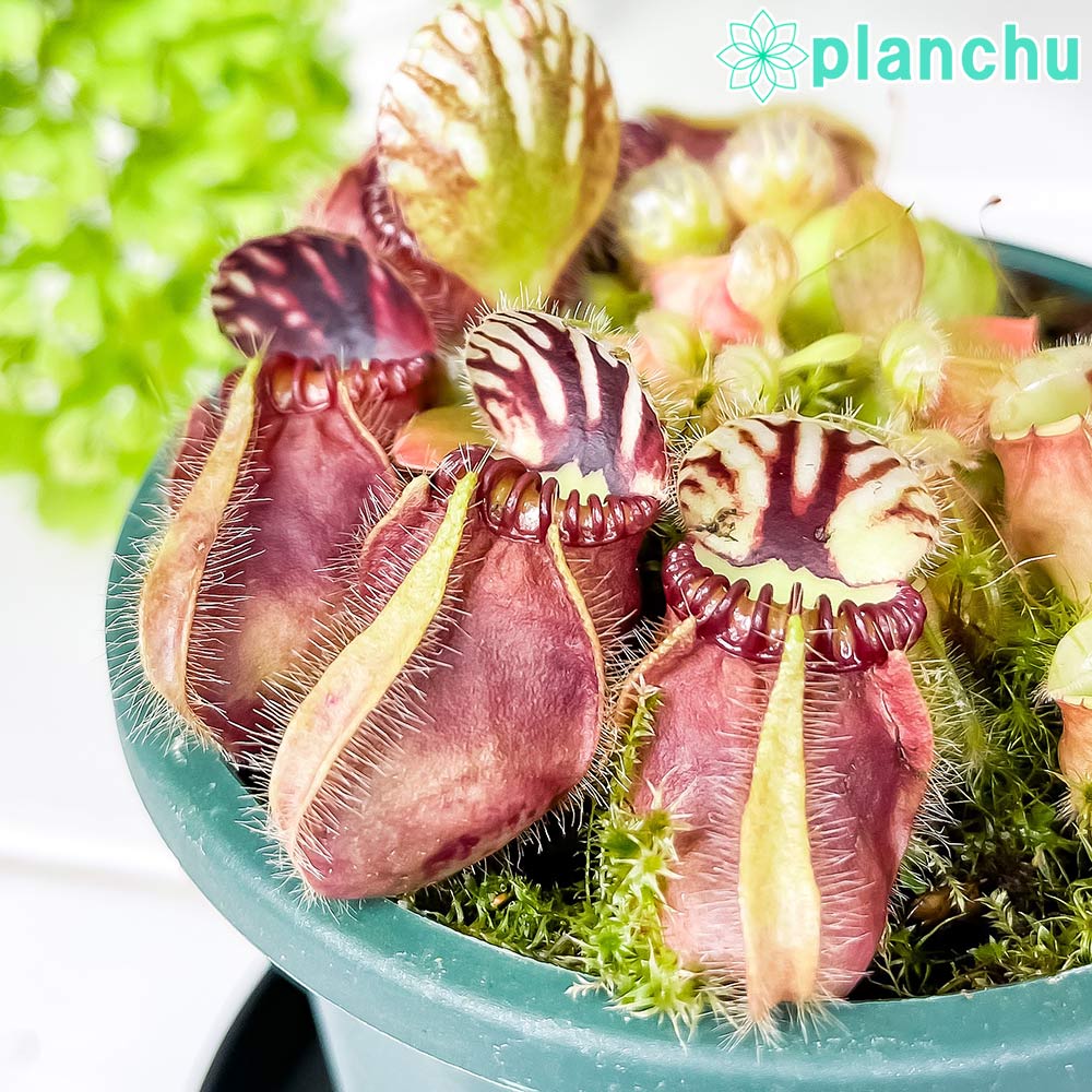 PLANCHU 食虫植物 セファロタス フォリキュラリス 3号鉢 受け皿付き