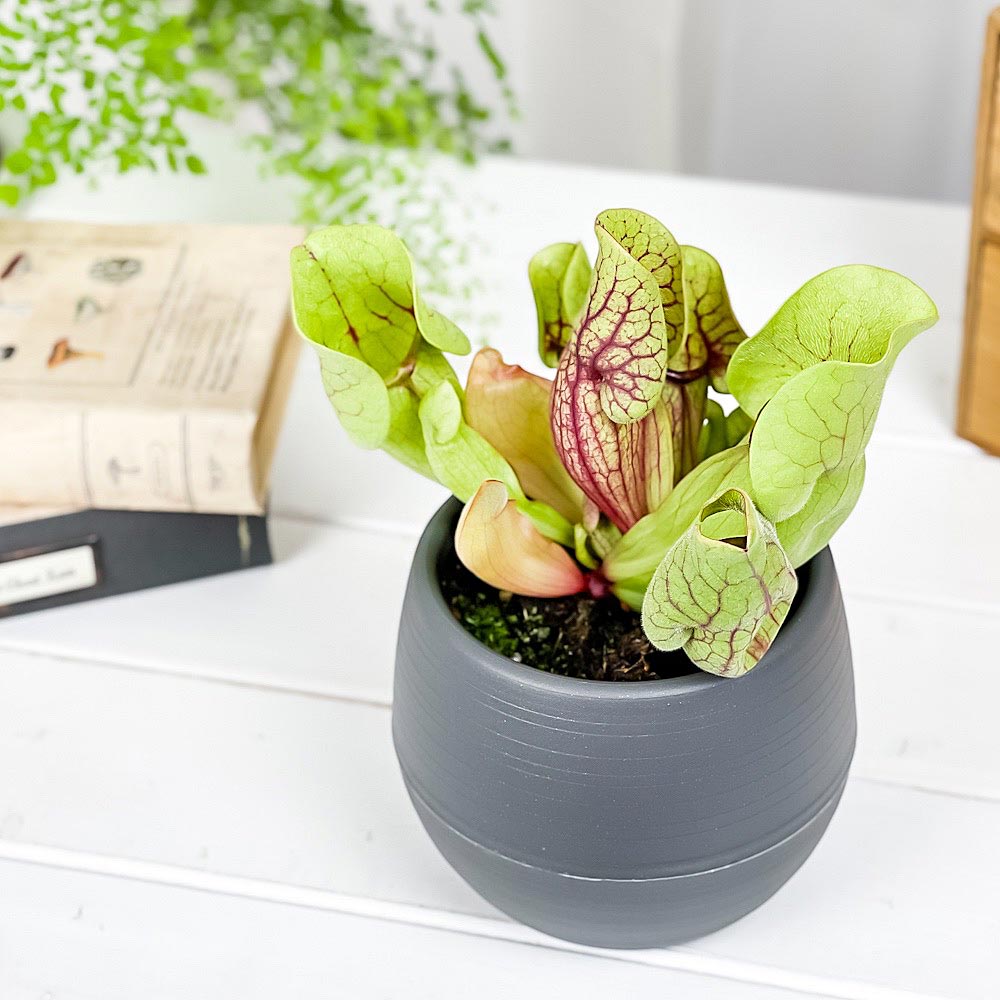 PLANCHU 食虫植物 サラセニア ベノーサ 4.5号丸鉢 受け皿付き 育て方説明書付き Sarracenia purpurea ssp. venosa プルプレア ヘイシソウ 瓶子草