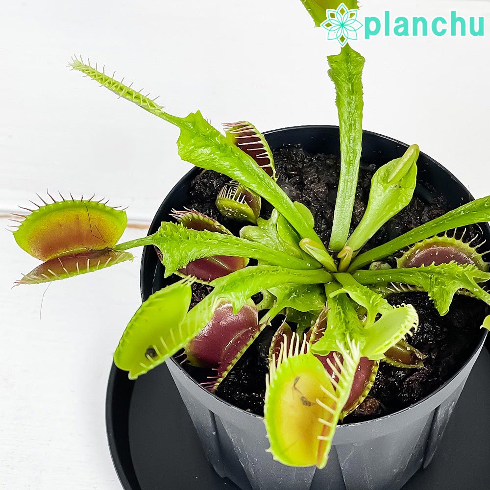 PLANCHU 食虫植物 ディオネア ムスキプラ オロシガネ 2.5号スリット鉢 受け皿付き 育て方説明書付き Dionaea muscipula ‘Oroshigane’ ハエトリソウ