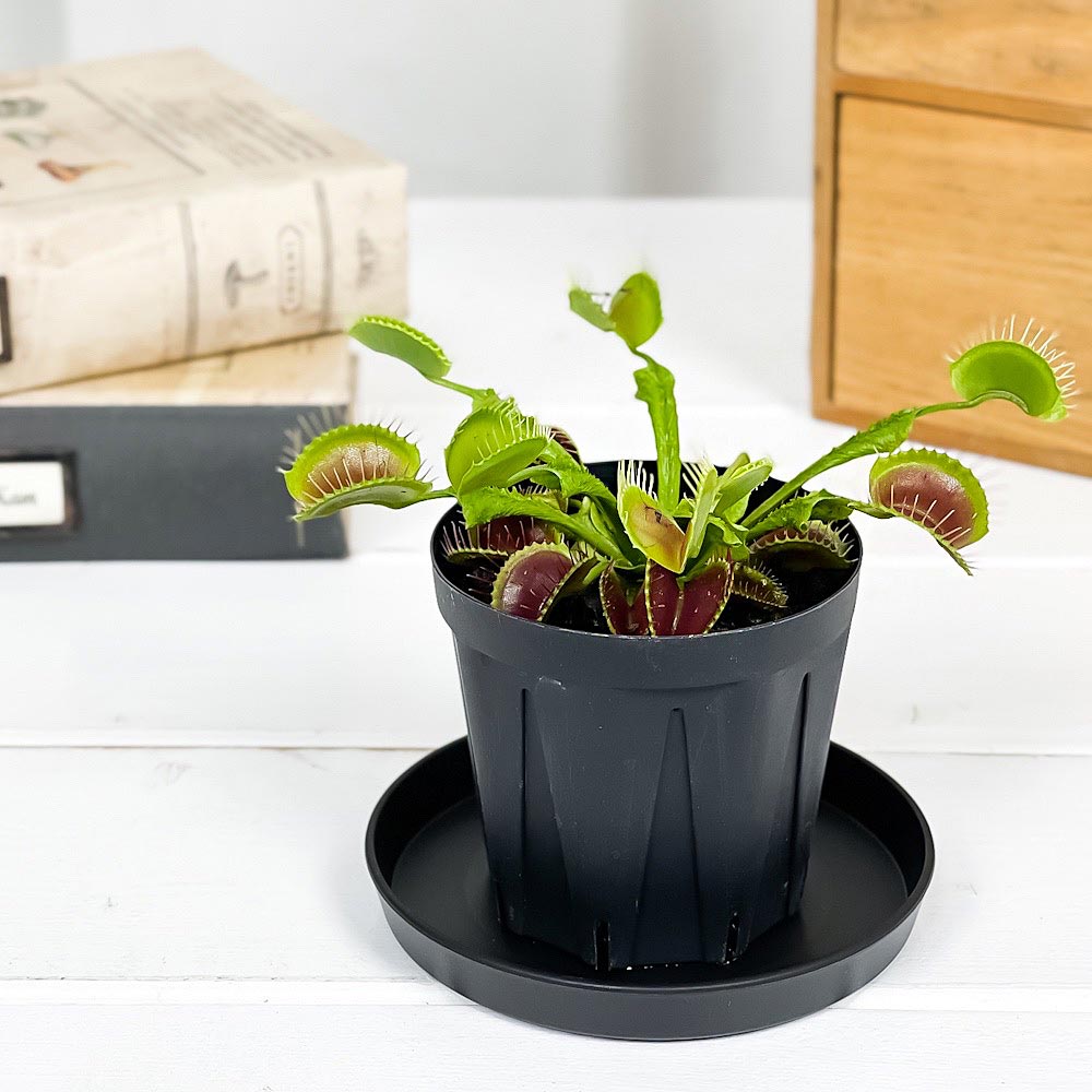 PLANCHU 食虫植物 ディオネア ムスキプラ オロシガネ 2.5号スリット鉢 受け皿付き 育て方説明書付き Dionaea muscipula ‘Oroshigane’ ハエトリソウ