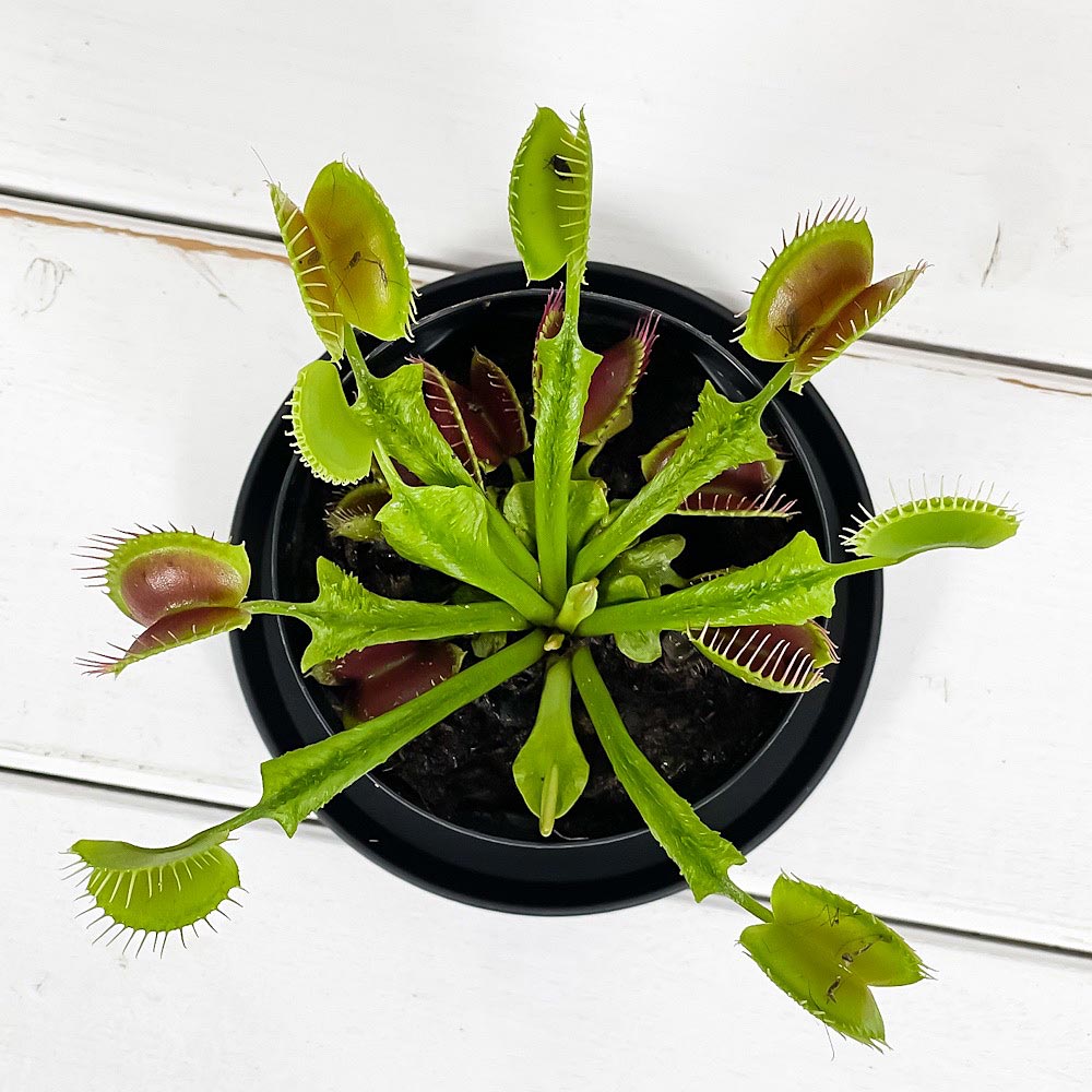 PLANCHU 食虫植物 ディオネア ムスキプラ オロシガネ 2.5号スリット鉢 受け皿付き 育て方説明書付き Dionaea muscipula ‘Oroshigane’ ハエトリソウ
