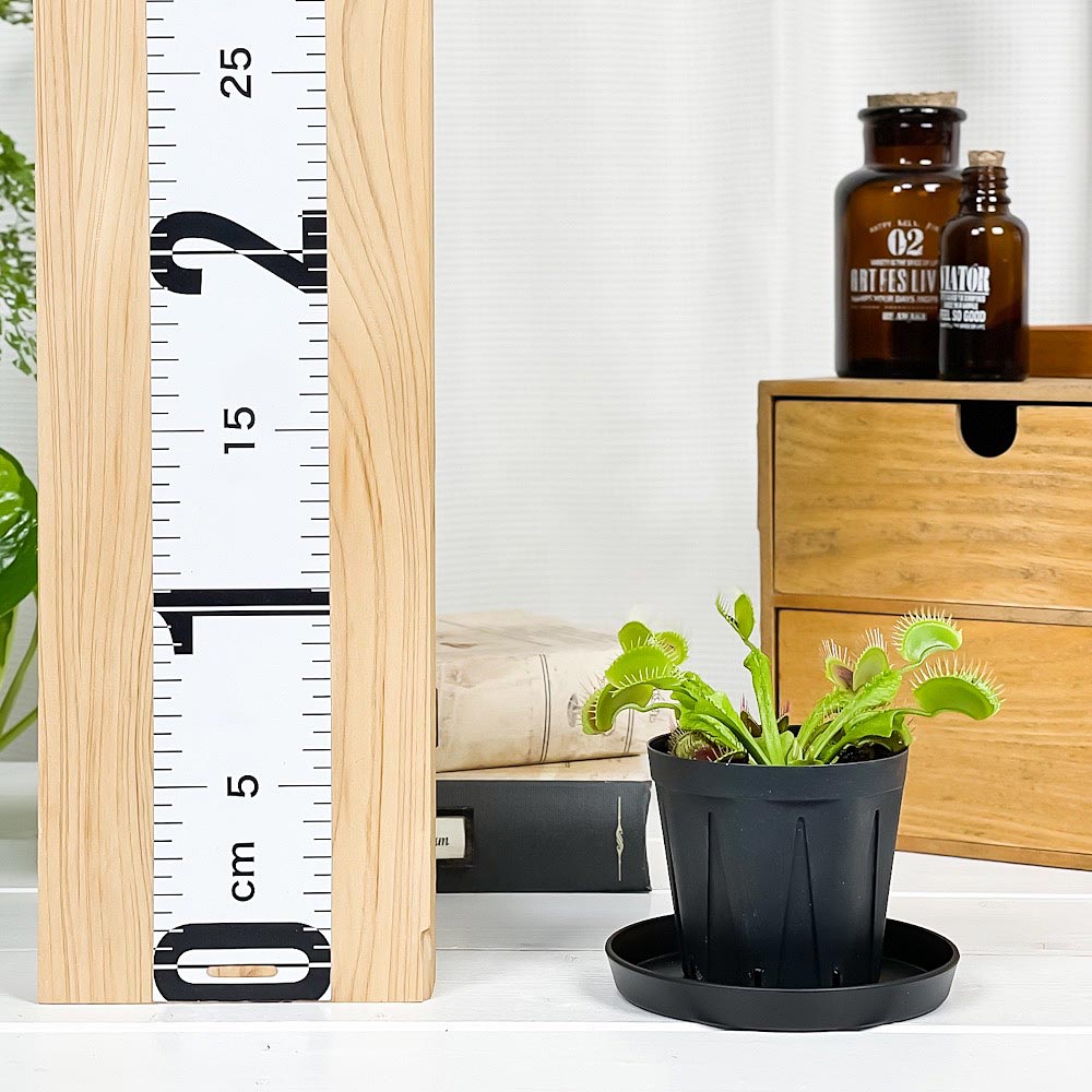PLANCHU 食虫植物 ディオネア ムスキプラ オロシガネ 2.5号スリット鉢 受け皿付き 育て方説明書付き Dionaea muscipula ‘Oroshigane’ ハエトリソウ