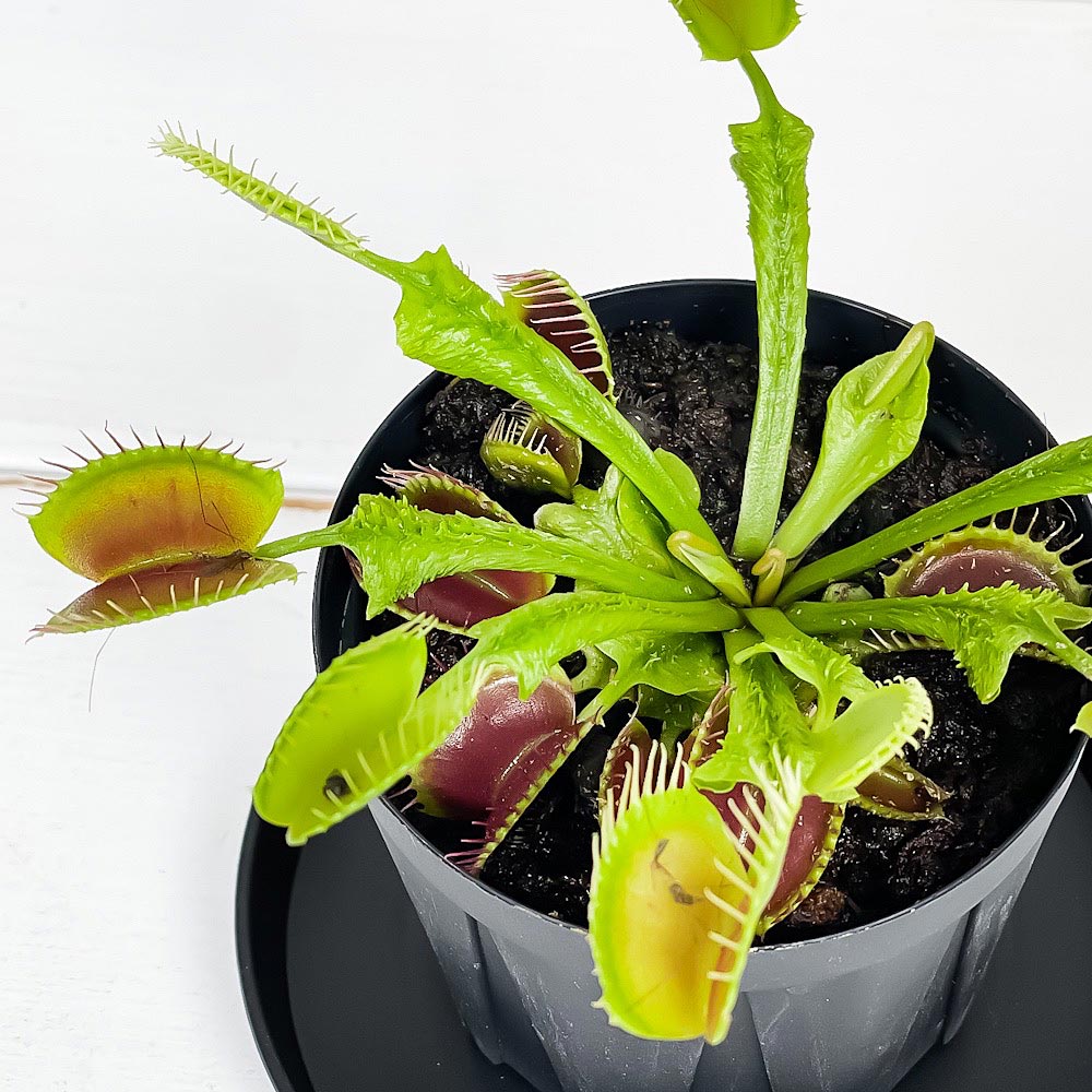 PLANCHU 食虫植物 ディオネア ムスキプラ オロシガネ 2.5号スリット鉢 受け皿付き 育て方説明書付き Dionaea muscipula ‘Oroshigane’ ハエトリソウ