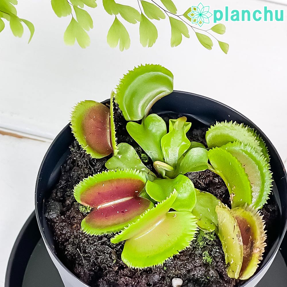 PLANCHU 食虫植物 ディオネア ムスキプラ ブリストルトゥース 2.5号スリット鉢 受け皿付き 育て方説明書付き Dionaea muscipula ‘Bristle Tooth’ ハエトリソウ