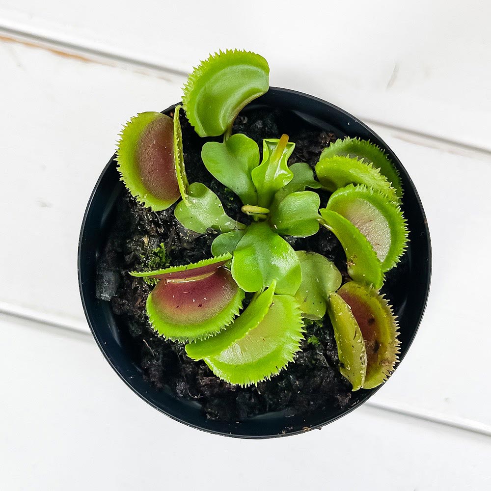 PLANCHU 食虫植物 ディオネア ムスキプラ ブリストルトゥース 2.5号スリット鉢 受け皿付き 育て方説明書付き Dionaea muscipula ‘Bristle Tooth’ ハエトリソウ