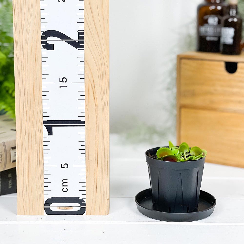 PLANCHU 食虫植物 ディオネア ムスキプラ ブリストルトゥース 2.5号スリット鉢 受け皿付き 育て方説明書付き Dionaea muscipula ‘Bristle Tooth’ ハエトリソウ