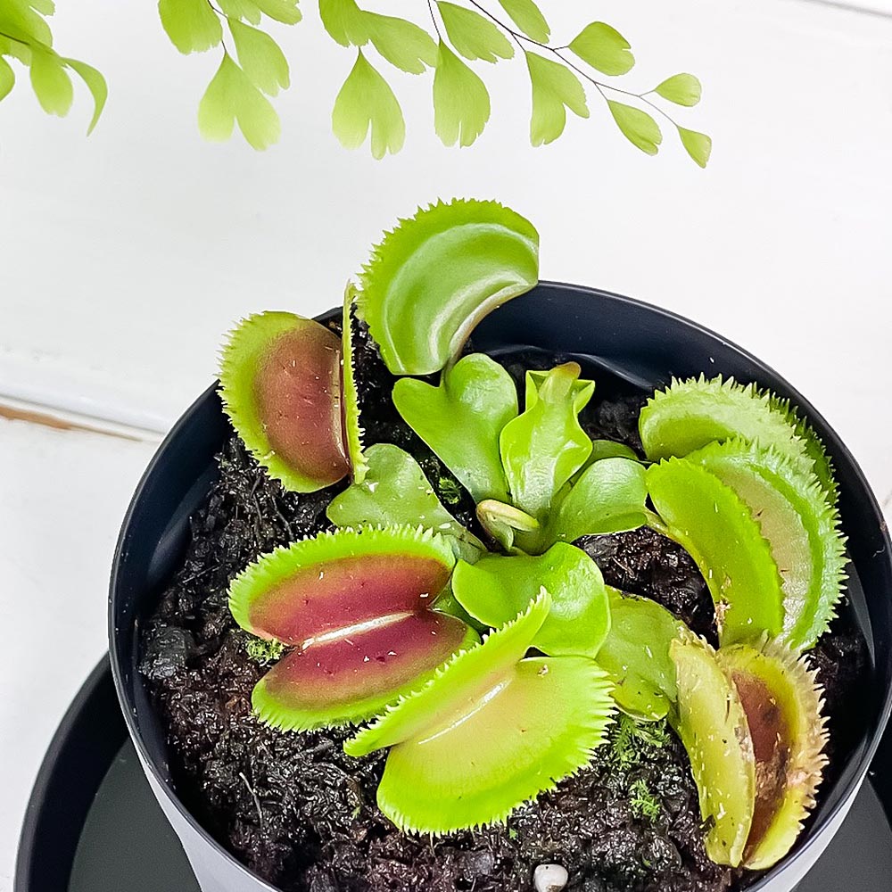 PLANCHU 食虫植物 ディオネア ムスキプラ ブリストルトゥース 2.5号スリット鉢 受け皿付き 育て方説明書付き Dionaea muscipula ‘Bristle Tooth’ ハエトリソウ