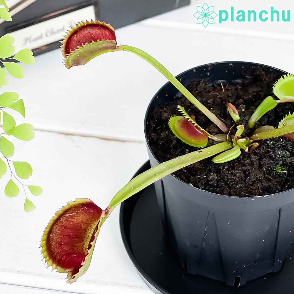 PLANCHU 食虫植物 ディオネア ムスキプラ シャークティース 2.5号スリット鉢 受け皿付き 育て方説明書付き Dionaea muscipula ‘Shark Teeth’ ハエトリソウ
