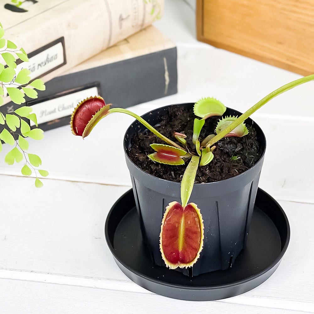 PLANCHU 食虫植物 ディオネア ムスキプラ シャークティース 2.5号スリット鉢 受け皿付き 育て方説明書付き Dionaea muscipula ‘Shark Teeth’ ハエトリソウ