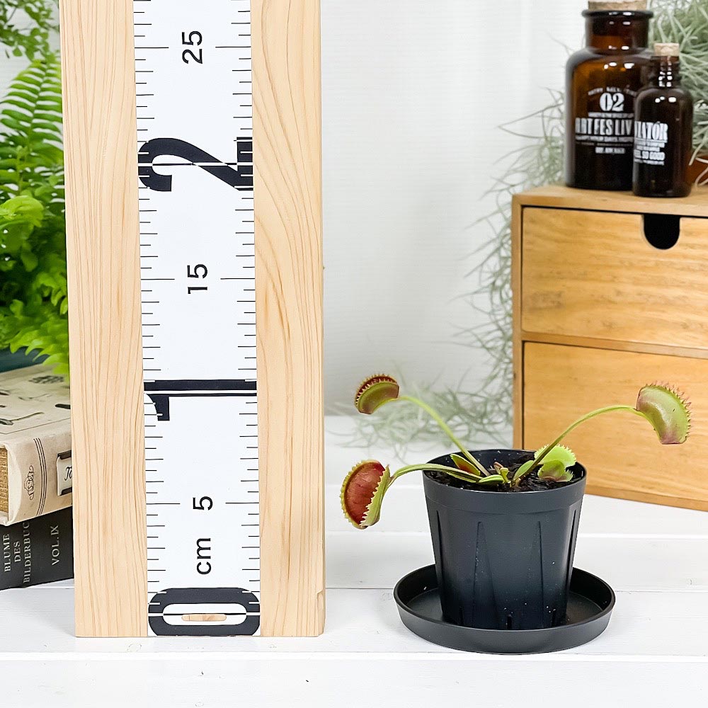 PLANCHU 食虫植物 ディオネア ムスキプラ シャークティース 2.5号スリット鉢 受け皿付き 育て方説明書付き Dionaea muscipula ‘Shark Teeth’ ハエトリソウ