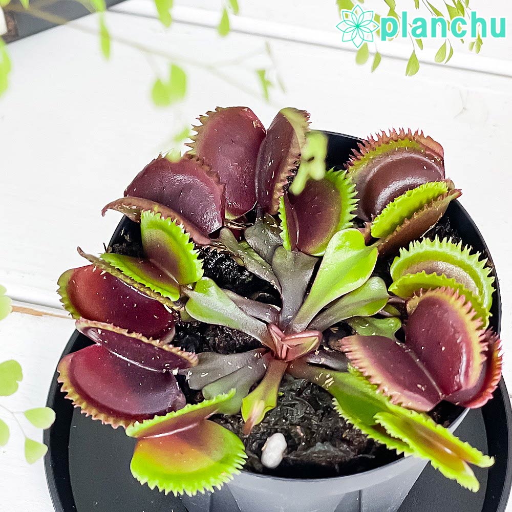 PLANCHU 食虫植物 ディオネア ムスキプラ レッドソウトゥース 2.5号スリット鉢 受け皿付き 育て方説明書付き Dionaea muscipula ‘Red Saw Tooth’ ハエトリソウ