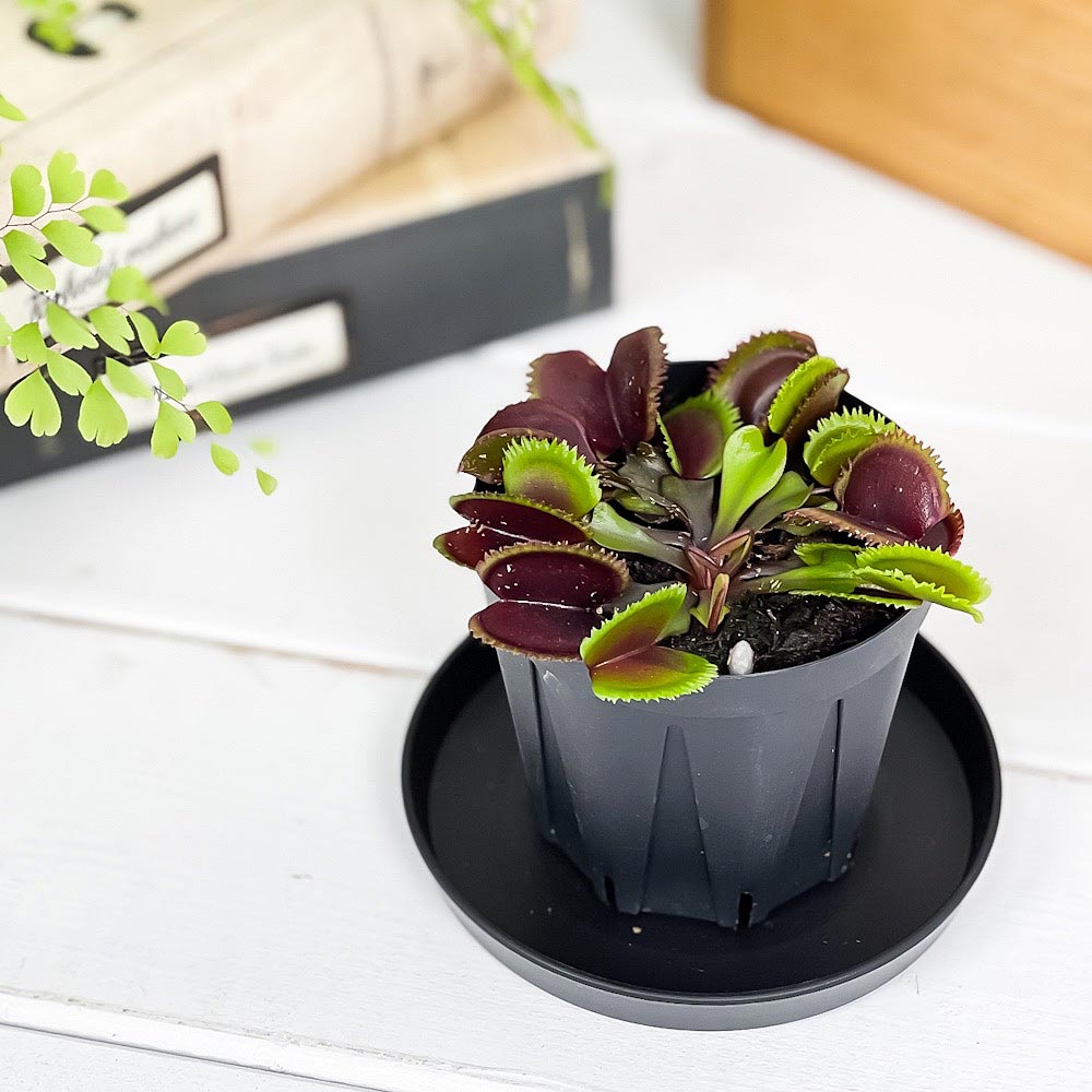 PLANCHU 食虫植物 ディオネア ムスキプラ レッドソウトゥース 2.5号スリット鉢 受け皿付き 育て方説明書付き Dionaea muscipula ‘Red Saw Tooth’ ハエトリソウ