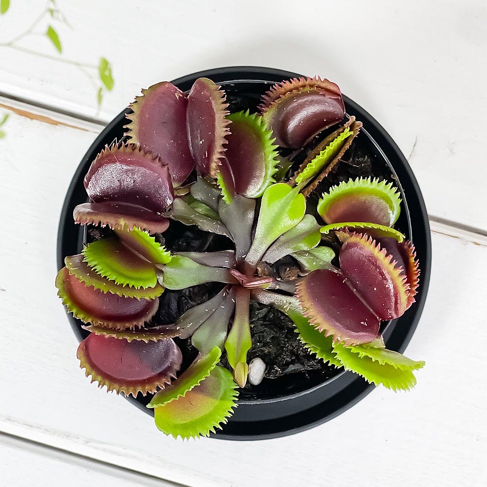 PLANCHU 食虫植物 ディオネア ムスキプラ レッドソウトゥース 2.5号スリット鉢 受け皿付き 育て方説明書付き Dionaea muscipula ‘Red Saw Tooth’ ハエトリソウ