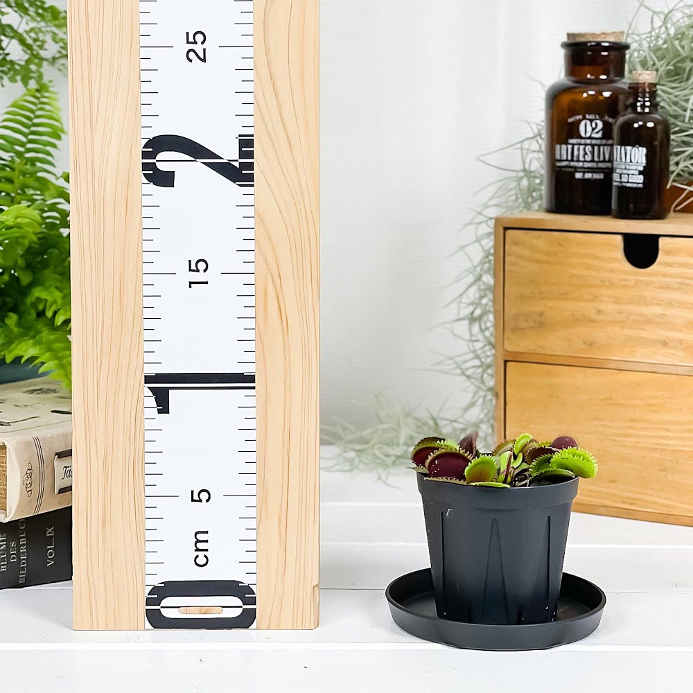 PLANCHU 食虫植物 ディオネア ムスキプラ レッドソウトゥース 2.5号スリット鉢 受け皿付き 育て方説明書付き Dionaea muscipula ‘Red Saw Tooth’ ハエトリソウ