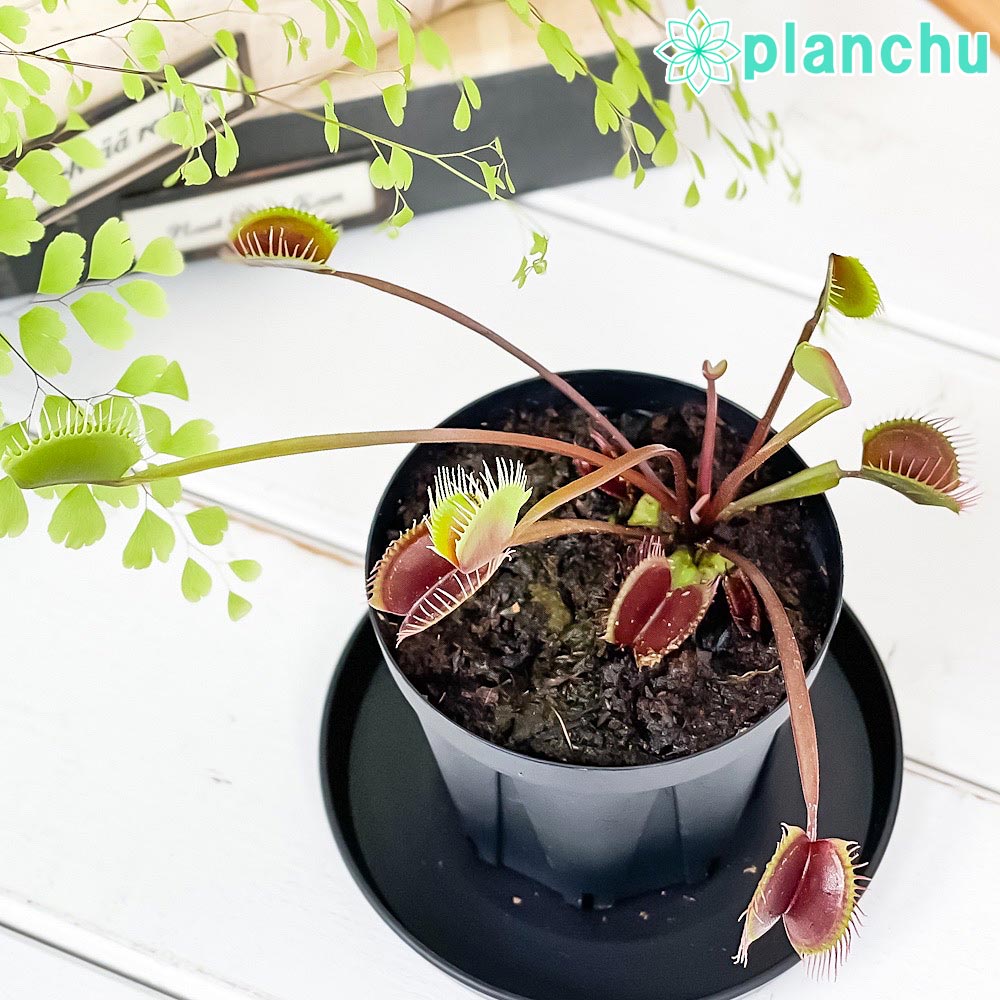 PLANCHU 食虫植物 ディオネア ムスキプラ ロイヤルレッド 2.5号スリット鉢 受け皿付き 育て方説明書付き Dionaea muscipula ‘Royal Red’ ハエトリソウ