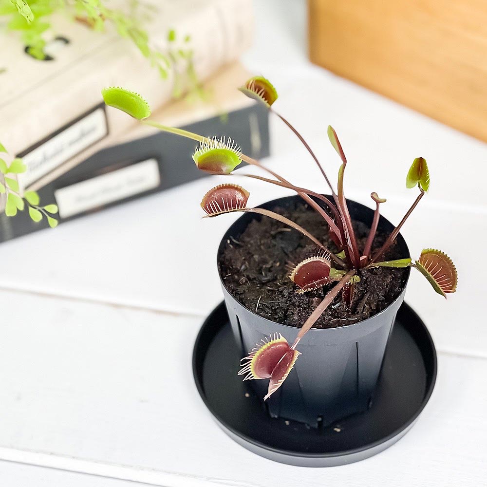PLANCHU 食虫植物 ディオネア ムスキプラ ロイヤルレッド 2.5号スリット鉢 受け皿付き 育て方説明書付き Dionaea muscipula ‘Royal Red’ ハエトリソウ