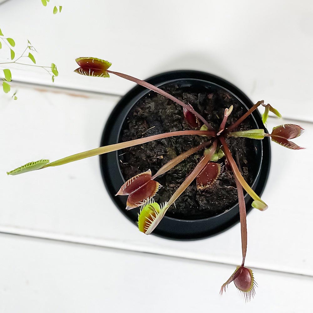 PLANCHU 食虫植物 ディオネア ムスキプラ ロイヤルレッド 2.5号スリット鉢 受け皿付き 育て方説明書付き Dionaea muscipula ‘Royal Red’ ハエトリソウ