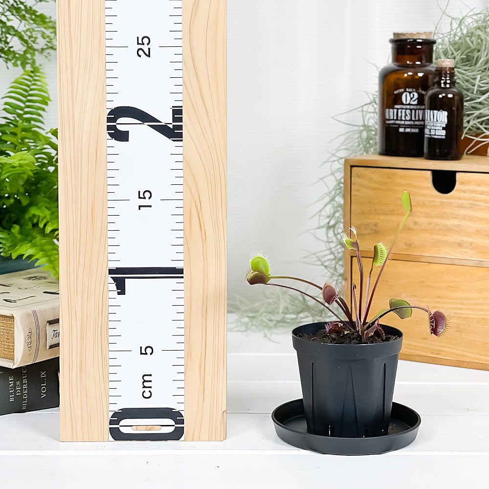 PLANCHU 食虫植物 ディオネア ムスキプラ ロイヤルレッド 2.5号スリット鉢 受け皿付き 育て方説明書付き Dionaea muscipula ‘Royal Red’ ハエトリソウ