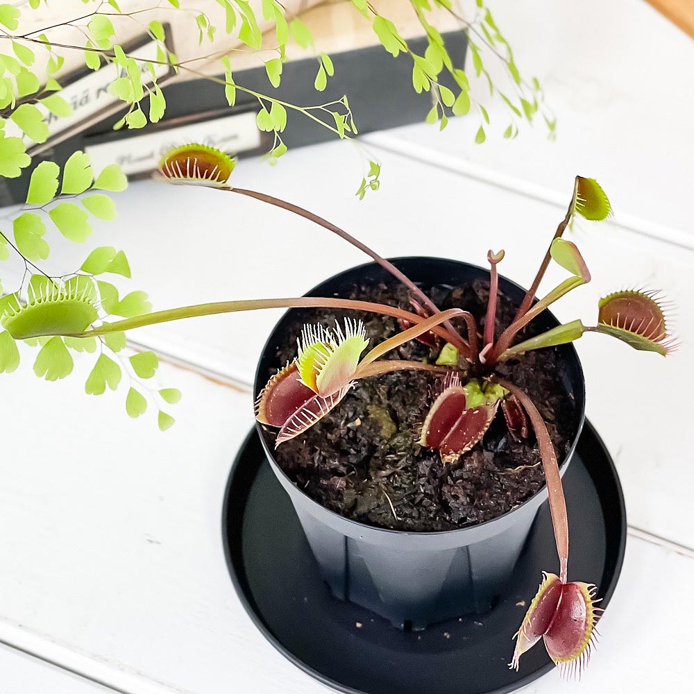 PLANCHU 食虫植物 ディオネア ムスキプラ ロイヤルレッド 2.5号スリット鉢 受け皿付き 育て方説明書付き Dionaea muscipula ‘Royal Red’ ハエトリソウ