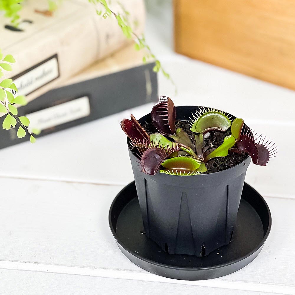 PLANCHU 食虫植物 ディオネア ムスキプラ キョウトレッド 2.5号スリット鉢 受け皿付き 育て方説明書付き Dionaea muscipula ‘Kyoto Red’ ハエトリソウ 京都レッド