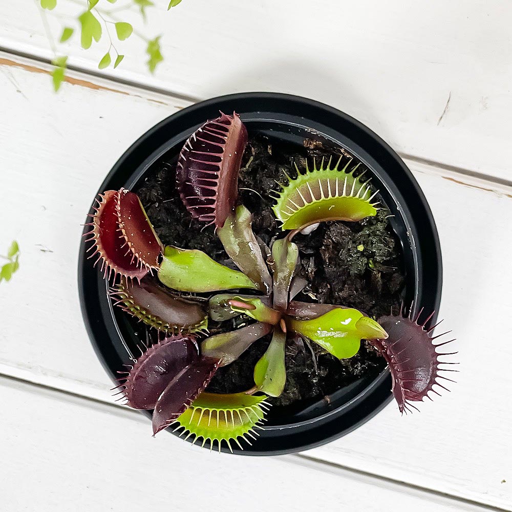 PLANCHU 食虫植物 ディオネア ムスキプラ キョウトレッド 2.5号スリット鉢 受け皿付き 育て方説明書付き Dionaea muscipula ‘Kyoto Red’ ハエトリソウ 京都レッド