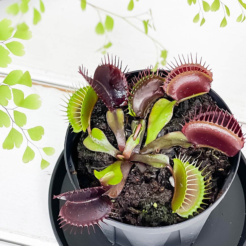 PLANCHU 食虫植物 ディオネア ムスキプラ キョウトレッド 2.5号スリット鉢 受け皿付き 育て方説明書付き Dionaea muscipula ‘Kyoto Red’ ハエトリソウ 京都レッド