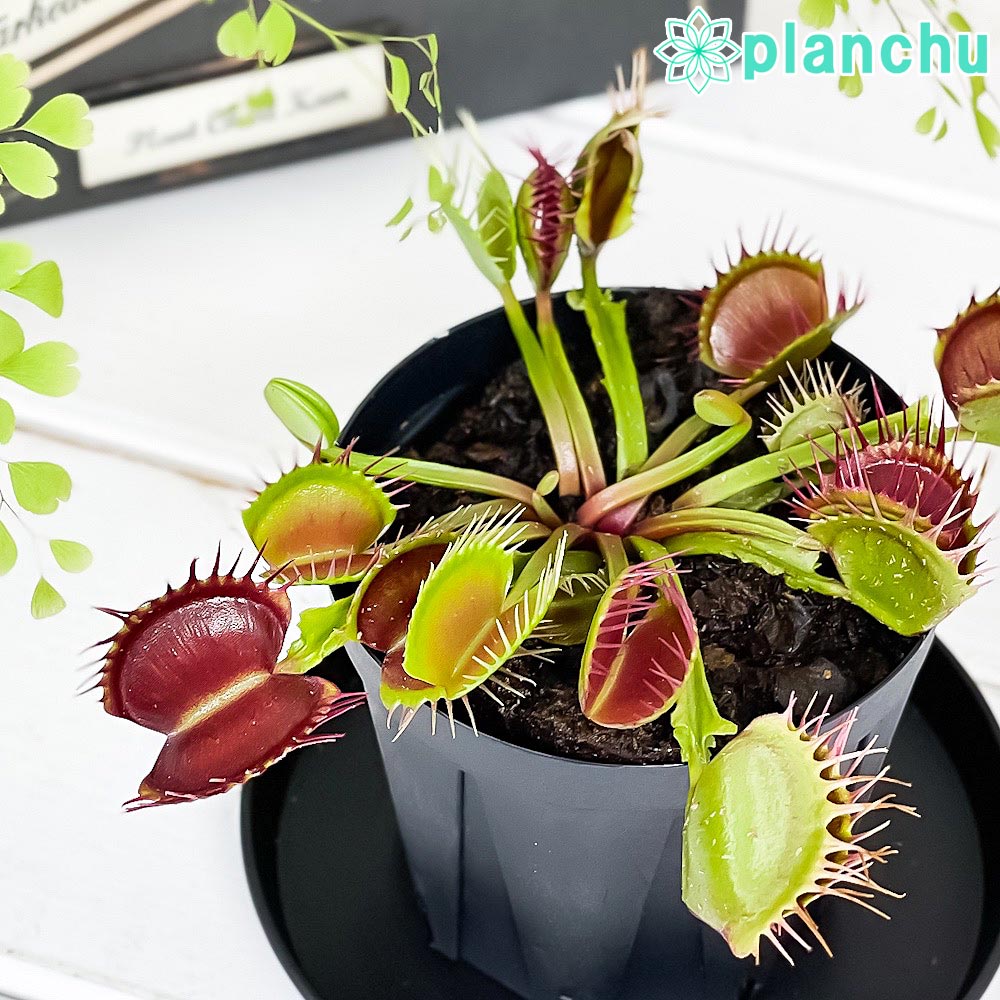 PLANCHU 食虫植物 ディオネア ムスキプラ クロスティース 2.5号スリット鉢 受け皿付き 育て方説明書付き Dionaea muscipula ‘Cross Teeth’ ハエトリソウ