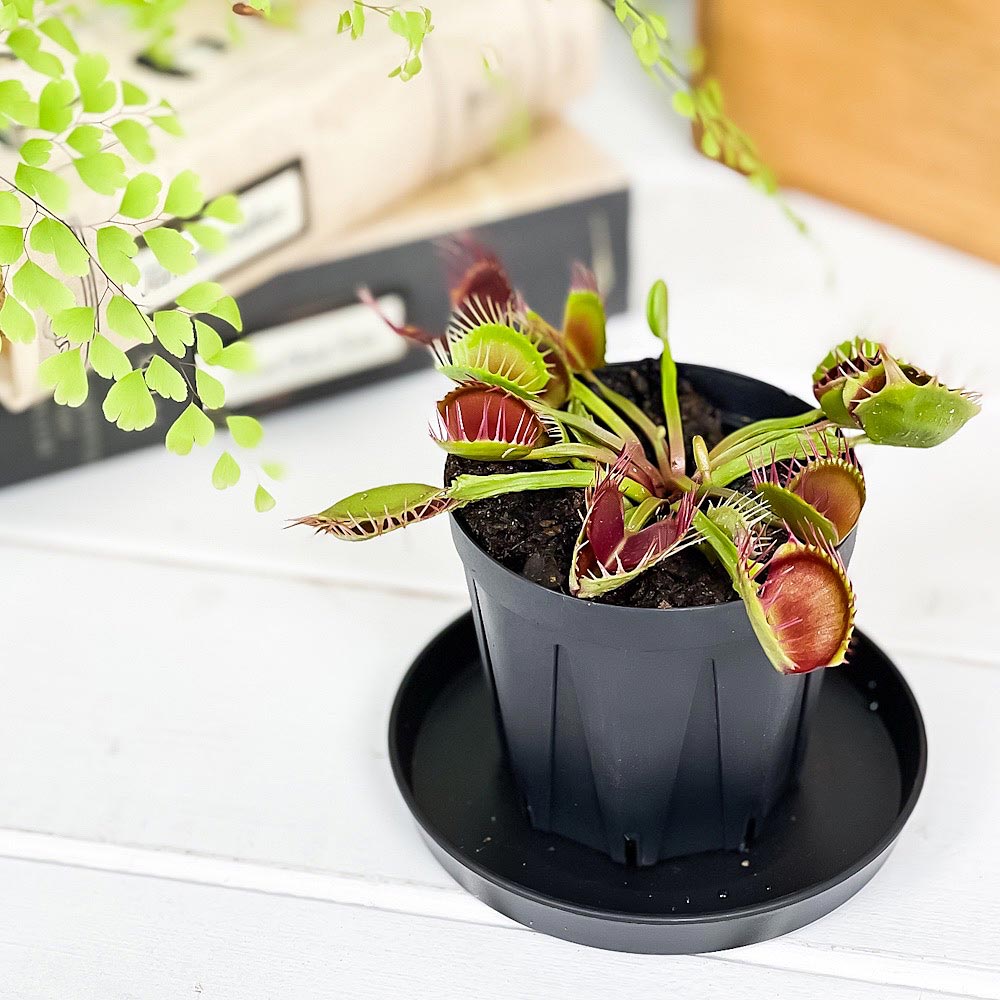 PLANCHU 食虫植物 ディオネア ムスキプラ クロスティース 2.5号スリット鉢 受け皿付き 育て方説明書付き Dionaea muscipula ‘Cross Teeth’ ハエトリソウ