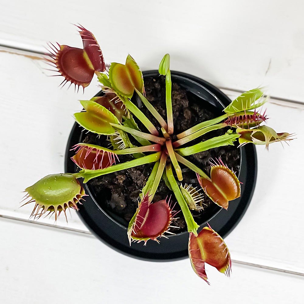 PLANCHU 食虫植物 ディオネア ムスキプラ クロスティース 2.5号スリット鉢 受け皿付き 育て方説明書付き Dionaea muscipula ‘Cross Teeth’ ハエトリソウ