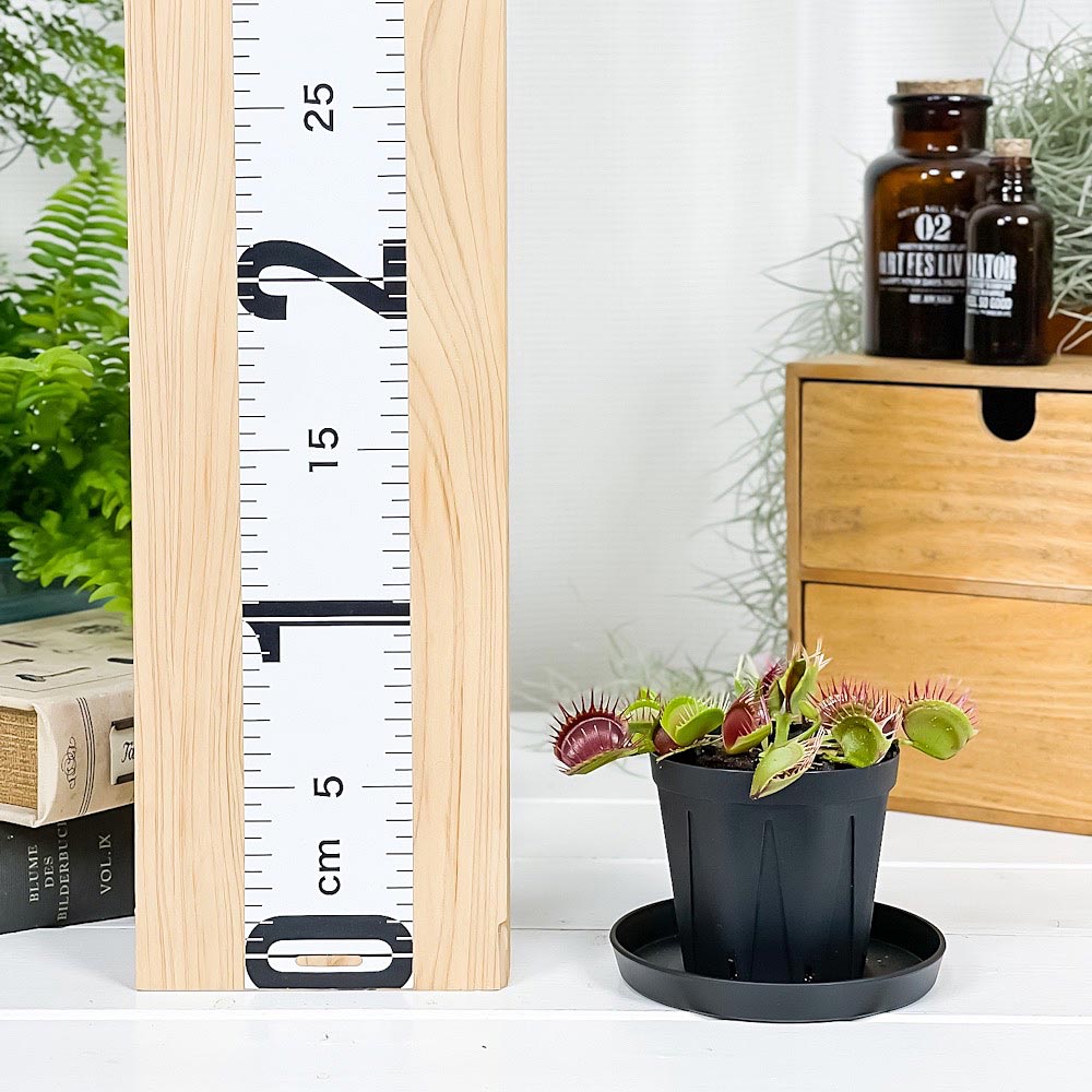 PLANCHU 食虫植物 ディオネア ムスキプラ クロスティース 2.5号スリット鉢 受け皿付き 育て方説明書付き Dionaea muscipula ‘Cross Teeth’ ハエトリソウ