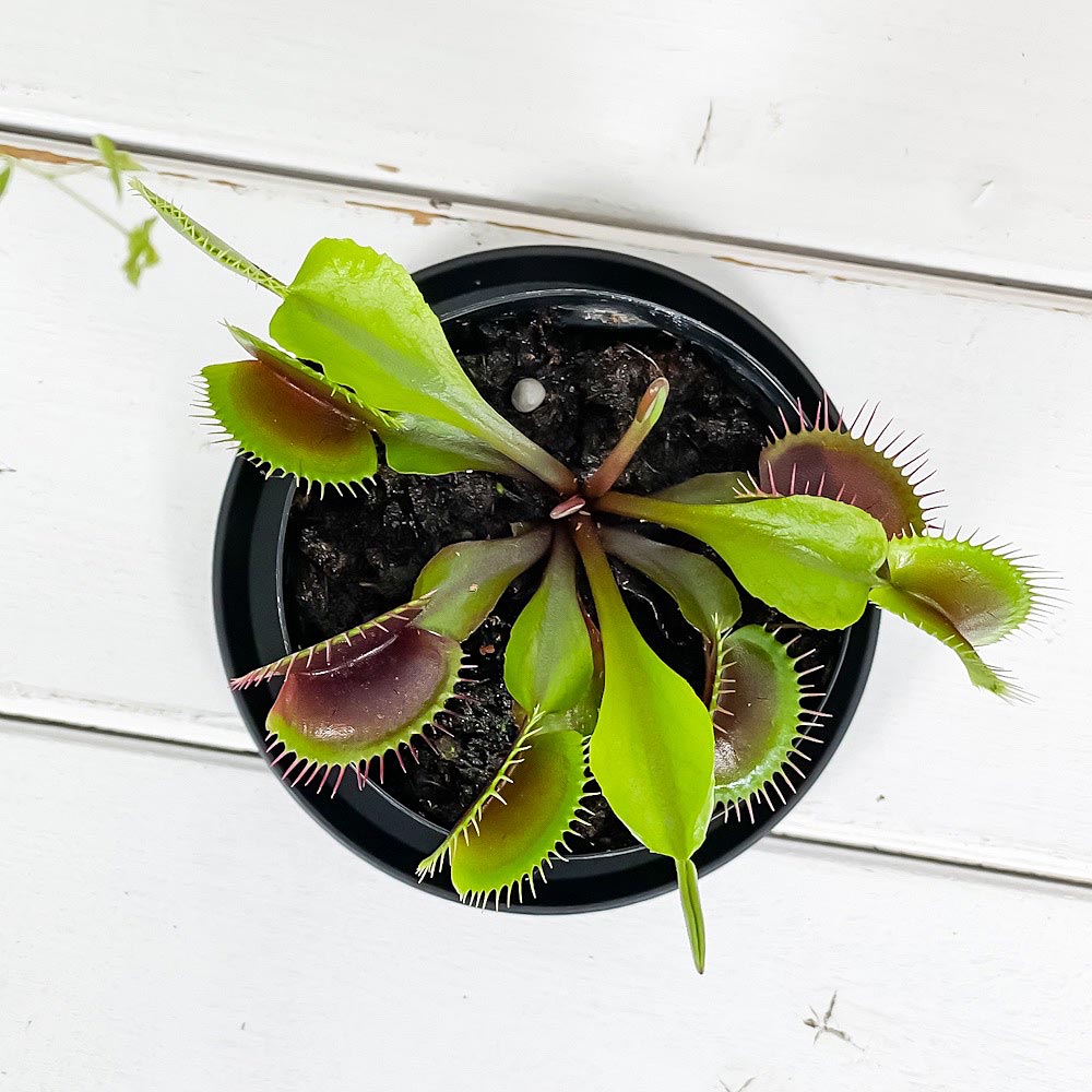 PLANCHU 食虫植物 ディオネア ムスキプラ オールレッド 2.5号スリット鉢 受け皿付き 育て方説明書付き Dionaea muscipula ‘All Red’ ハエトリソウ