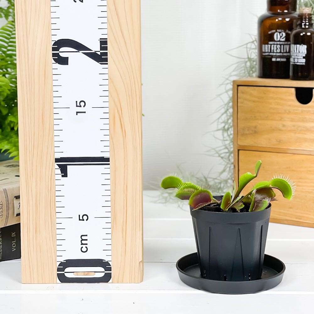 PLANCHU 食虫植物 ディオネア ムスキプラ オールレッド 2.5号スリット鉢 受け皿付き 育て方説明書付き Dionaea muscipula ‘All Red’ ハエトリソウ