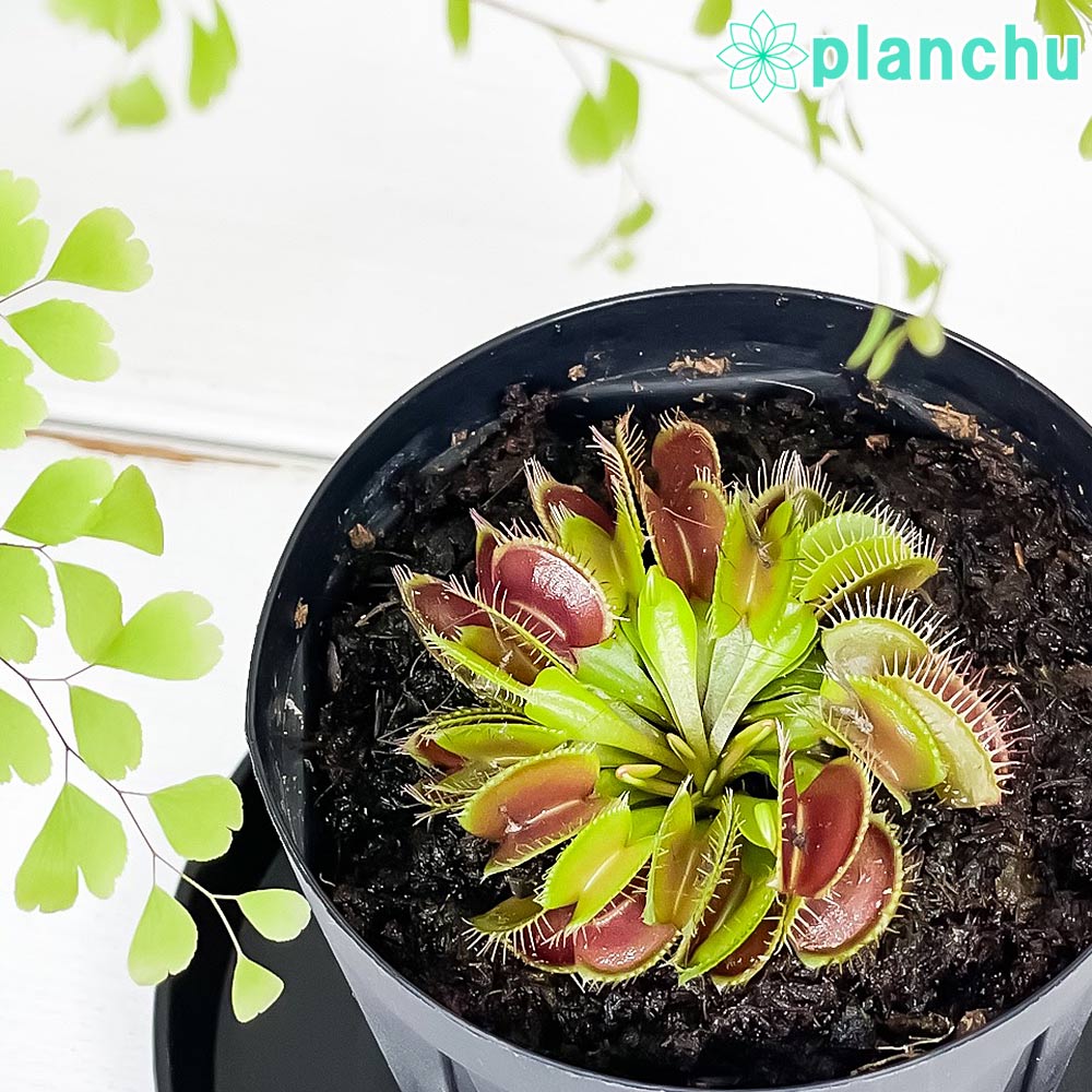 PLANCHU 食虫植物 ディオネア ムスキプラ ヒメ 2.5号スリット鉢 受け皿付き 育て方説明書付き Dionaea muscipula ‘Hime’ ハエトリソウ 姫