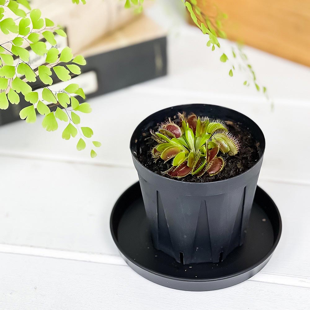 PLANCHU 食虫植物 ディオネア ムスキプラ ヒメ 2.5号スリット鉢 受け皿付き 育て方説明書付き Dionaea muscipula ‘Hime’ ハエトリソウ 姫