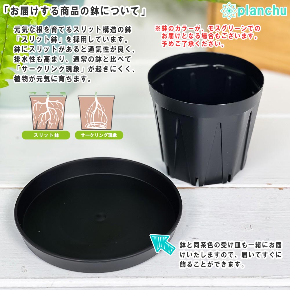 PLANCHU 食虫植物 ディオネア ムスキプラ ヒメ 2.5号スリット鉢 受け皿付き 育て方説明書付き Dionaea muscipula ‘Hime’ ハエトリソウ 姫