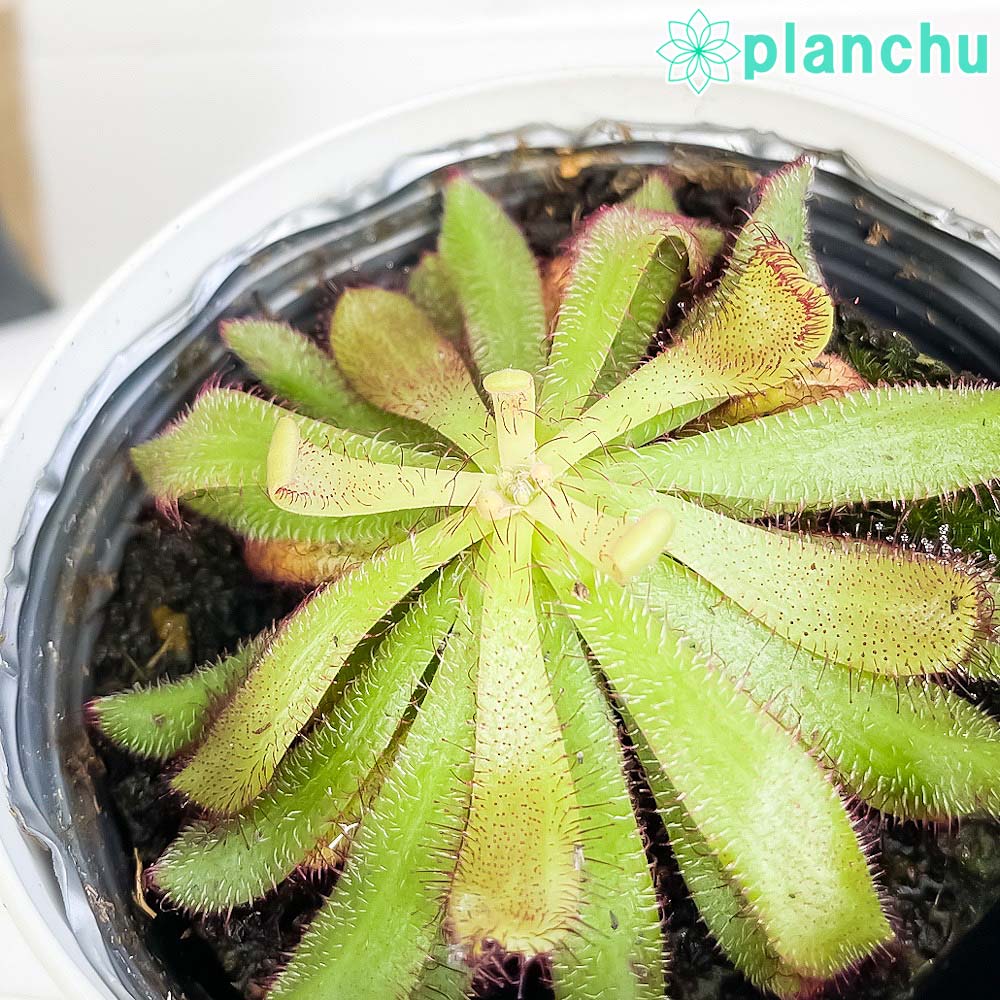 PLANCHU 食虫植物 ドロセラ ハミルトニー 3.5号鉢 受け皿付き 育て方