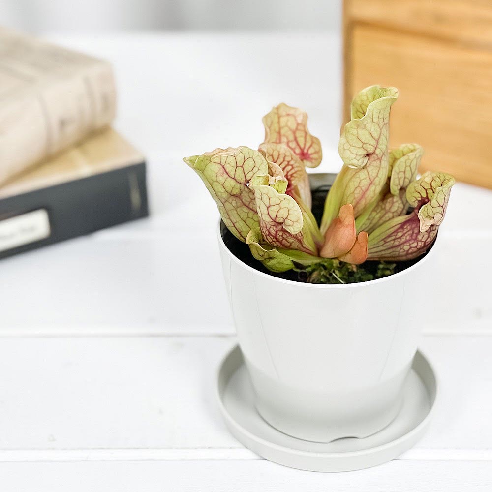 PLANCHU 食虫植物 サラセニア プルプレア系 3.5号鉢 受け皿付き 育て方説明書付き Sarracenia purpurea ヘイシソウ 瓶子草