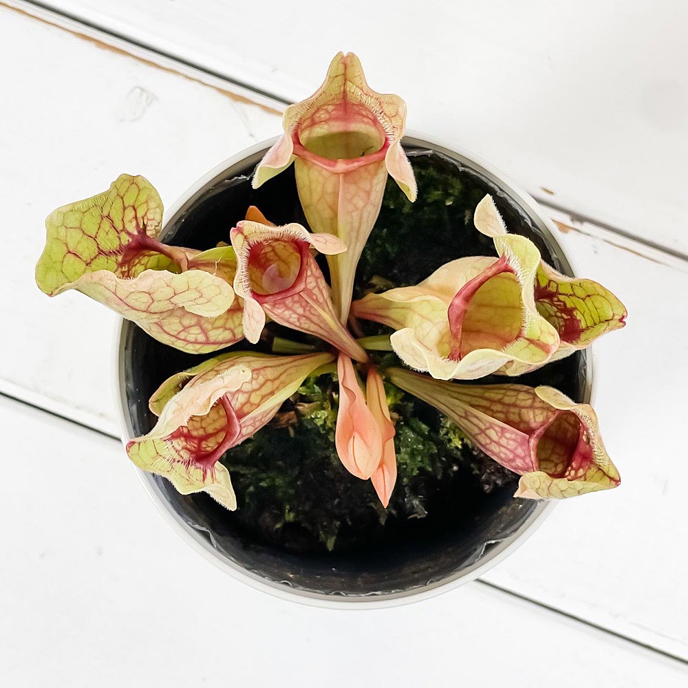 PLANCHU 食虫植物 サラセニア プルプレア系 3.5号鉢 受け皿付き 育て方説明書付き Sarracenia purpurea ヘイシソウ 瓶子草