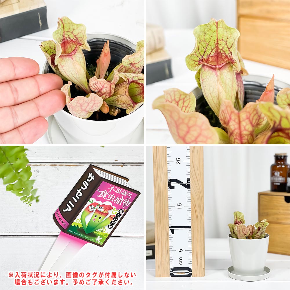 PLANCHU 食虫植物 サラセニア プルプレア系 3.5号鉢 受け皿付き 育て方説明書付き Sarracenia purpurea ヘイシソウ 瓶子草
