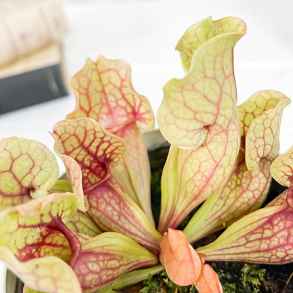 PLANCHU 食虫植物 サラセニア プルプレア系 3.5号鉢 受け皿付き 育て方説明書付き Sarracenia purpurea ヘイシソウ 瓶子草
