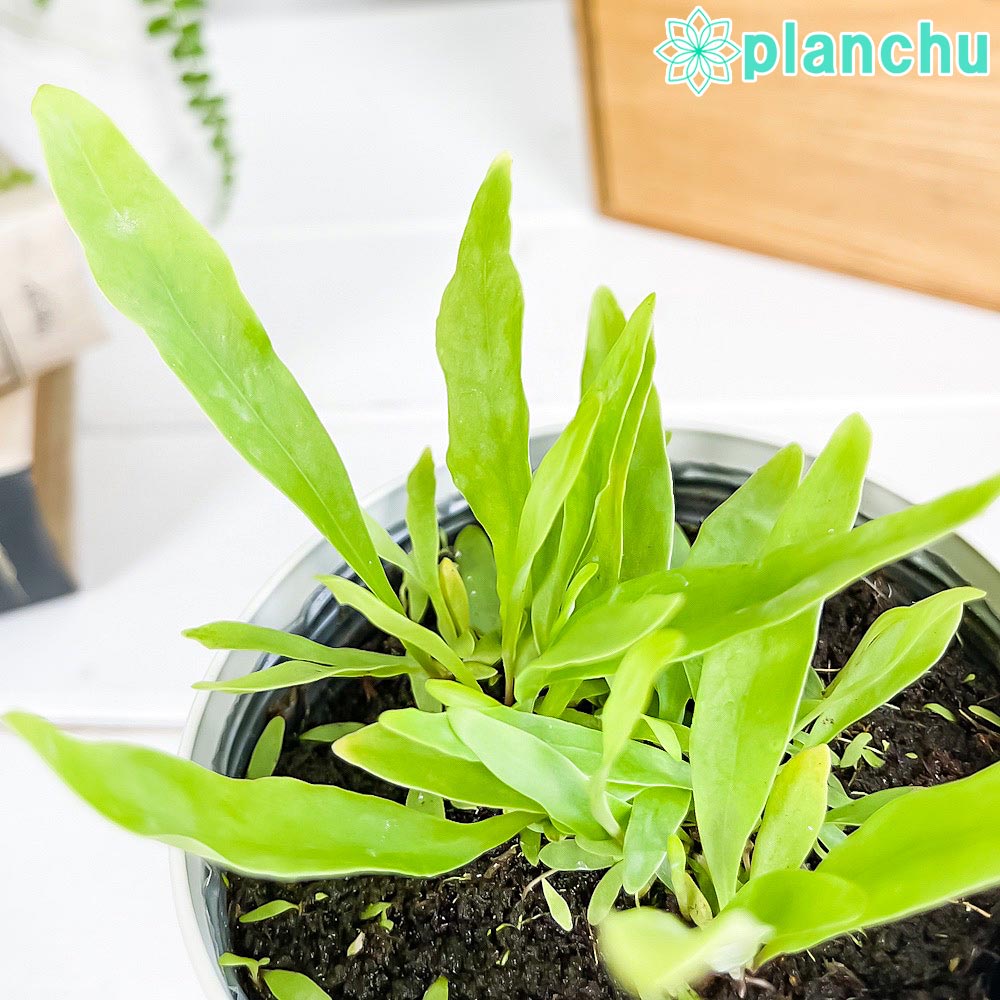 PLANCHU 食虫植物 ウトリクラリア ロンギフォリア 3.5号鉢 受け皿付き