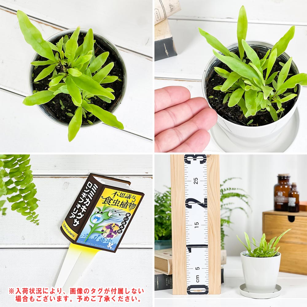 PLANCHU 食虫植物 ウトリクラリア ロンギフォリア 3.5号鉢 受け皿付き 育て方説明書付き Utricularia longifolia ミミカキグサ