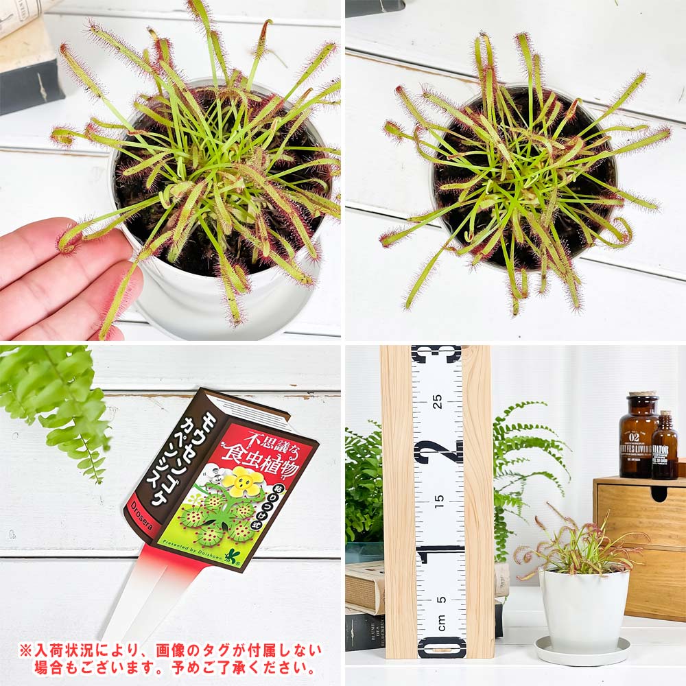 PLANCHU 食虫植物 ドロセラ カペンシス 赤花 3.5号鉢 受け皿付き 育て方説明書付き Drosera capensis アフリカナガバモウセンゴケ
