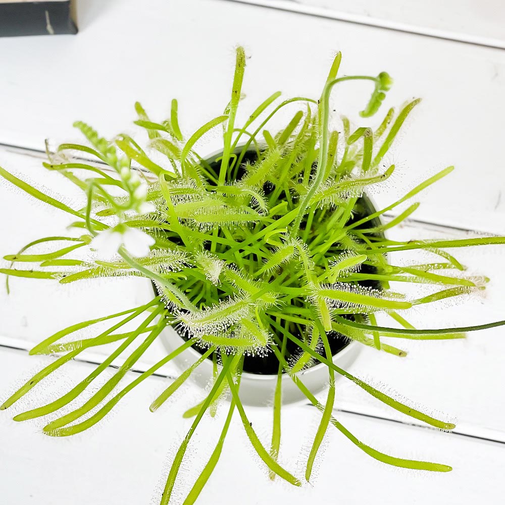 PLANCHU 食虫植物 ドロセラ カペンシス 白花 3.5号鉢 受け皿付き 育て方説明書付き Drosera capensis アフリカナガバモウセンゴケ